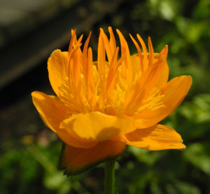 Chinesische Trollblume Bluete orange Trollius chinensis 13