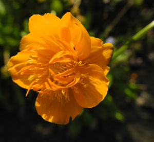 Chinesische Trollblume Bluete orange Trollius chinensis 14