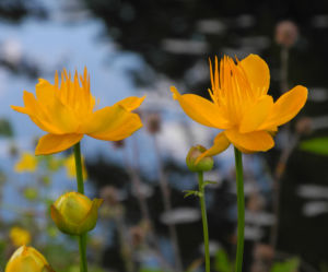 Chinesische Trollblume Bluete orange Trollius chinensis 16