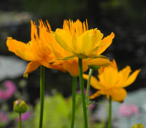 Chinesische Trollblume Bluete orange Trollius chinensis 17