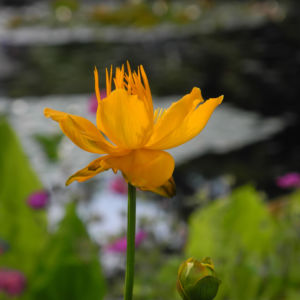 Chinesische Trollblume Bluete orange Trollius chinensis 18