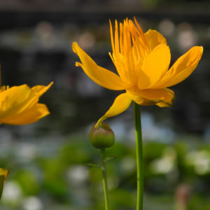 Chinesische Trollblume Bluete orange Trollius chinensis 19