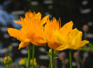 Chinesische Trollblume Bluete orange Trollius chinensis 20