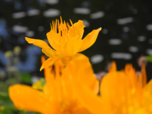 Chinesische Trollblume Bluete orange Trollius chinensis 21