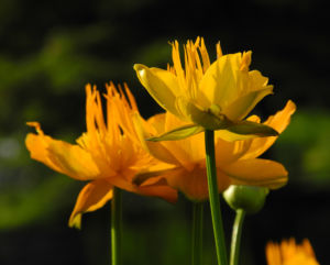Chinesische Trollblume Bluete orange Trollius chinensis 22