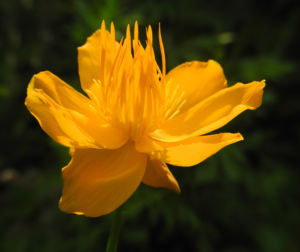 Chinesische Trollblume Bluete orange Trollius chinensis 24