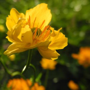 Chinesische Trollblume Bluete orange Trollius chinensis 25