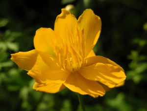 Chinesische Trollblume Bluete orange Trollius chinensis 26
