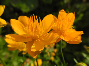 Chinesische Trollblume Bluete orange Trollius chinensis 27