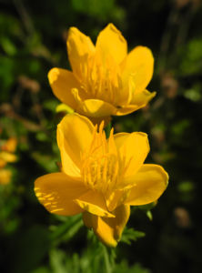 Chinesische Trollblume Bluete orange Trollius chinensis 28