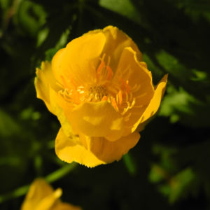 Chinesische Trollblume Bluete orange Trollius chinensis 29
