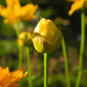Chinesische Trollblume Bluete orange Trollius chinensis 32