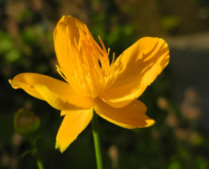 Chinesische Trollblume Bluete orange Trollius chinensis 34