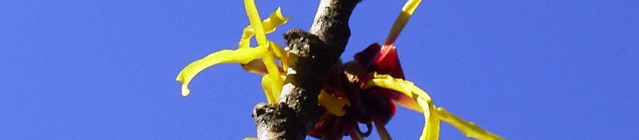 Anklicken um das ganze Bild zu sehen  Chinesische Zaubernuss Blüte gelb Hamamelis mollis