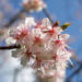 Zurück zum kompletten Bilderset Chinesischer Kirschbaum Blüte rose Prunus dielsiana