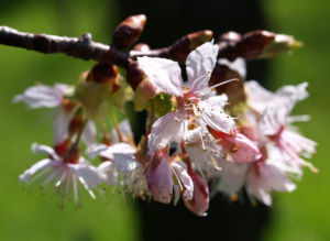 Chinesischer Kirschbaum Bluete rose Prunus dielsiana 03