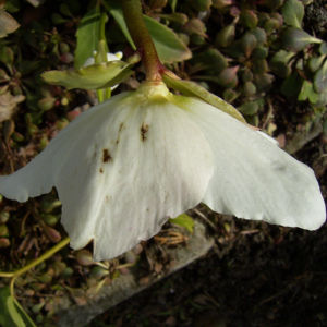 Christrose Schneerose Helleborus orientalis 02