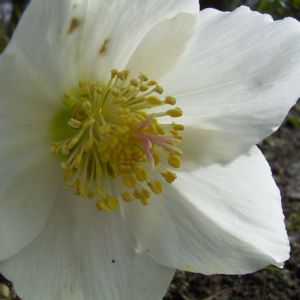 Christrose Schneerose Helleborus orientalis 03
