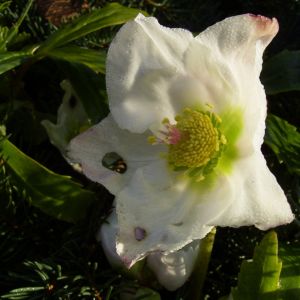Christrose Schneerose Helleborus orientalis 04