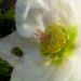 Zurück zum kompletten Bilderset Orientalische-Nieswurz Blüte weiß Helleborus orientalis