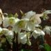 Zurück zum kompletten Bilderset Christrose Blüte weiß Helleborus niger
