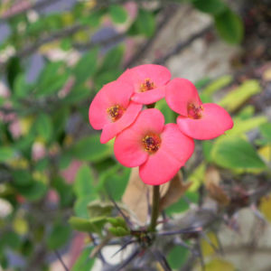 Christusdorn Bluete rot Euphorbia milii 05