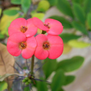 Christusdorn Bluete rot Euphorbia milii 06