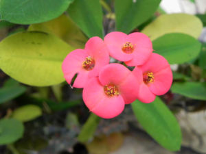 Christusdorn Bluete rot Euphorbia milii 09