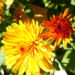 Zurück zum kompletten Bilderset Chrysantheme gelb orange gefüllt - Chrysanthemum