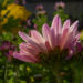 Zurück zum kompletten Bilderset Chrysantheme Blüte pink Chrysanthemum