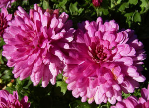 Chrysantheme pink gefuellt Chrysanthemum 01
