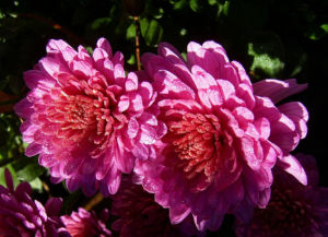 Chrysantheme pink gefuellt Chrysanthemum 02