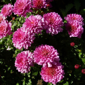 Chrysantheme pink gefuellt Chrysanthemum 03