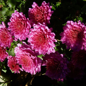 Chrysantheme pink gefuellt Chrysanthemum 04