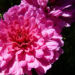 Zurück zum kompletten Bilderset Chrysantheme pink gefüllt - Chrysanthemum
