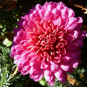 Chrysantheme pink gefuellt Chrysanthemum 06
