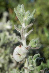 Curious Saltbush Busch Bluete weiss rosa Dissocarpus paradoxus 08