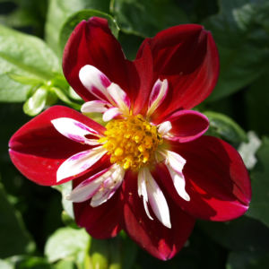 Dahlie Bluete weiss rot Dahlia 01