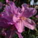 Zurück zum kompletten Bilderset Dahurische Azalee Blüte rot Rhododendron dauricum