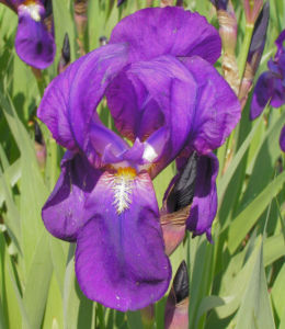 Deutsche Schwertlilie Bluete lila Iris germanica 01