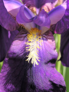 Deutsche Schwertlilie Bluete lila Iris germanica 03