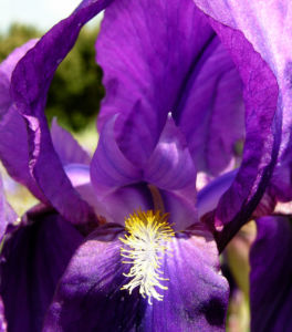 Deutsche Schwertlilie Bluete lila Iris germanica 05