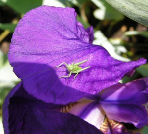 Deutsche Schwertlilie Bluete lila Iris germanica 06