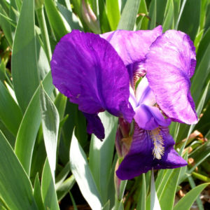 Deutsche Schwertlilie Bluete lila Iris germanica 07