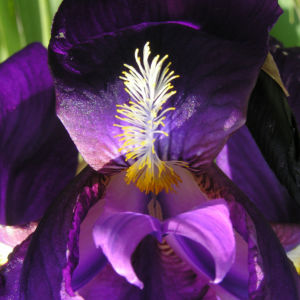 Deutsche Schwertlilie Bluete lila Iris germanica 08