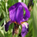 Zurück zum kompletten Bilderset Deutsche Schwertlilie Blüte lila Iris germanica