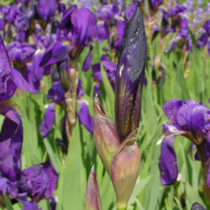 Deutsche Schwertlilie Bluete lila Iris germanica 10