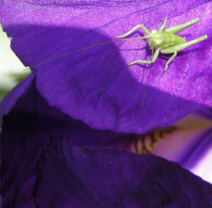 Deutsche Schwertlilie Bluete lila Iris germanica 11
