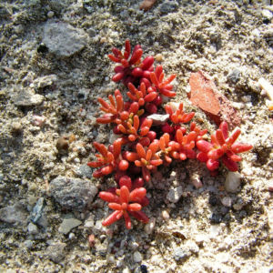 Dickblaettriger Mauerpfeffer Sedum dasyphyllum 01
