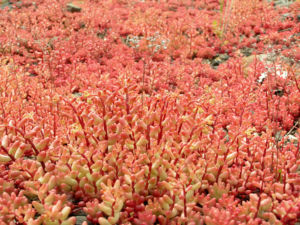 Dickblaettriger Mauerpfeffer Sedum dasyphyllum 03